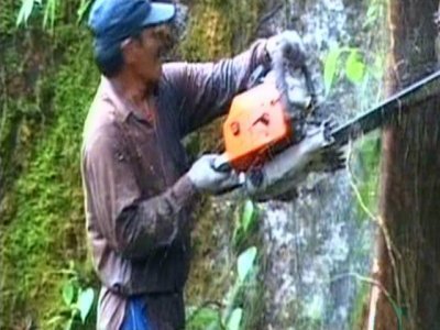 DEFORESTACION 06  RADIACTIVO